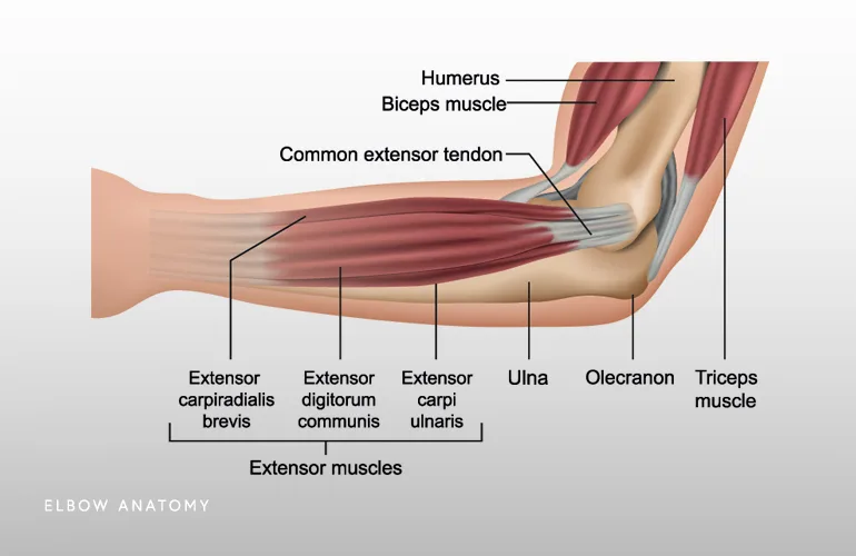 Elbow Anatomy Elbow Pain Chicago Westchester Hinsdale Il Nikhil Verma Md