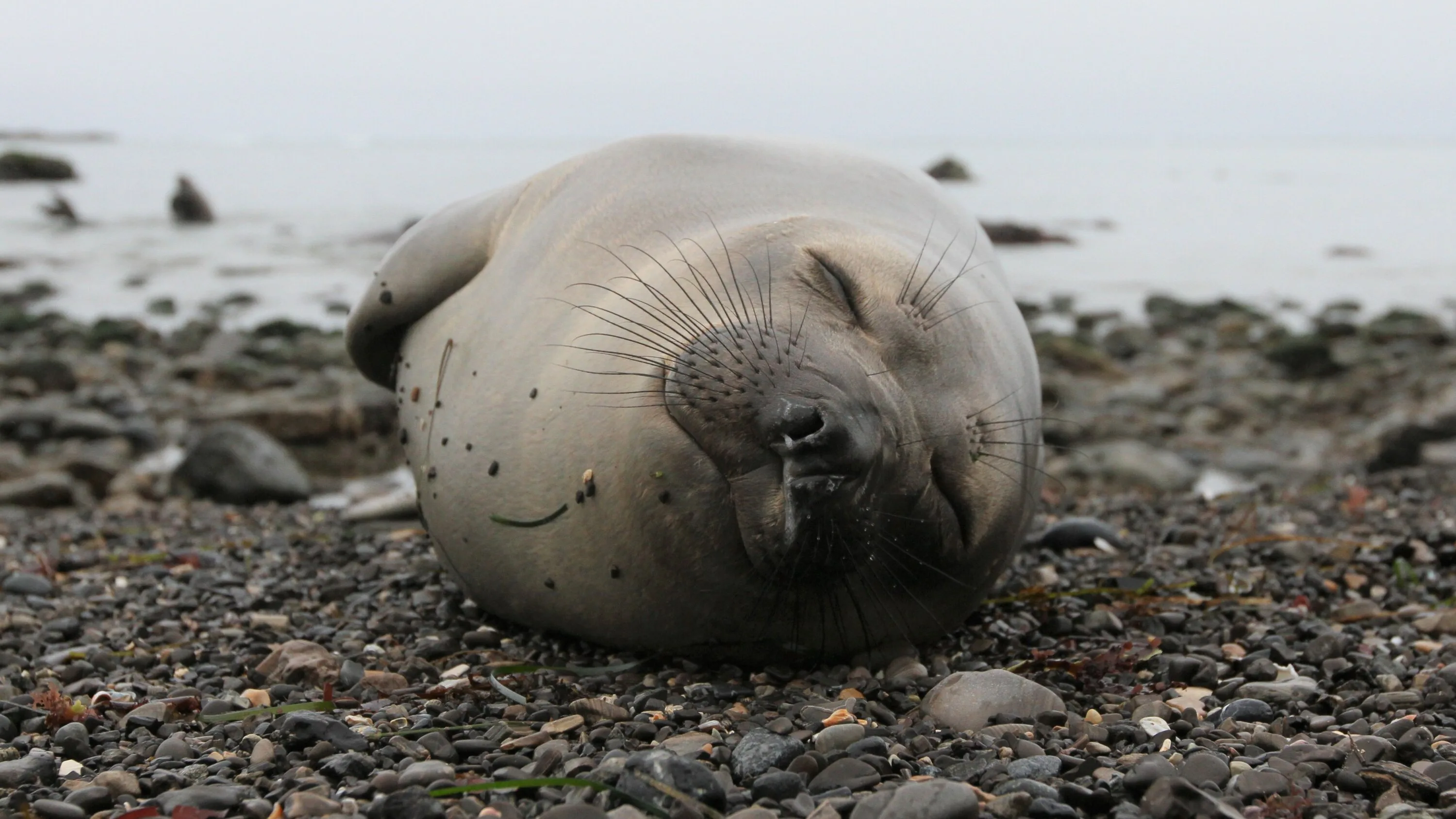 Elephant Seals Take Power Naps During Deep Ocean Dives The New York Times