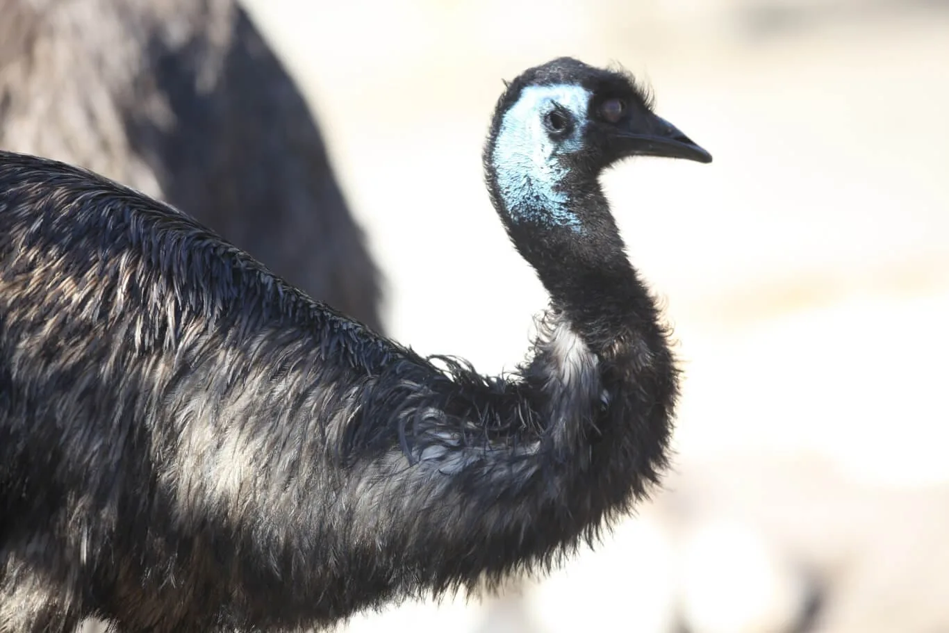 Emu