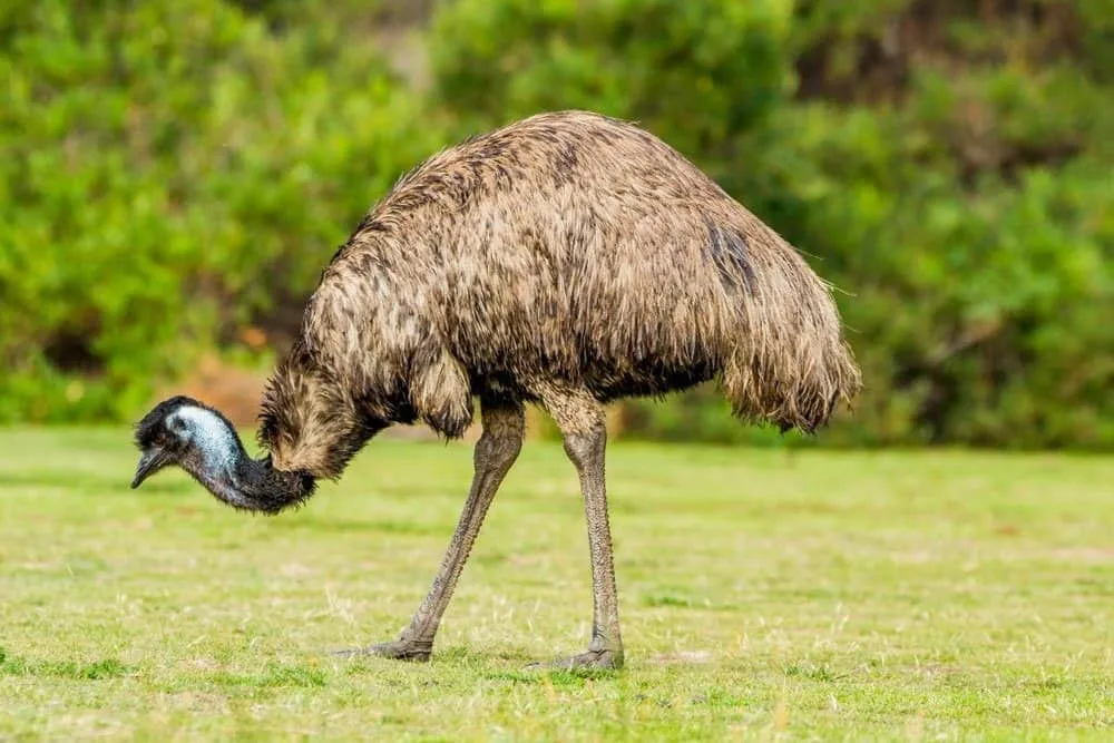 Emu A Z Animals