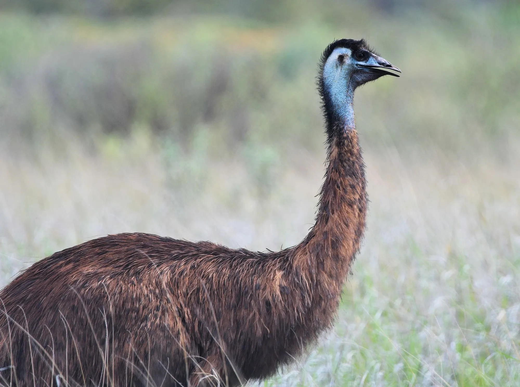 Emu At The Ponds Ausemade