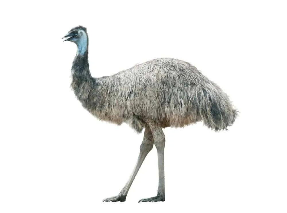 Emu Bird Facts Dromaius Novaehollandiae Az Animals