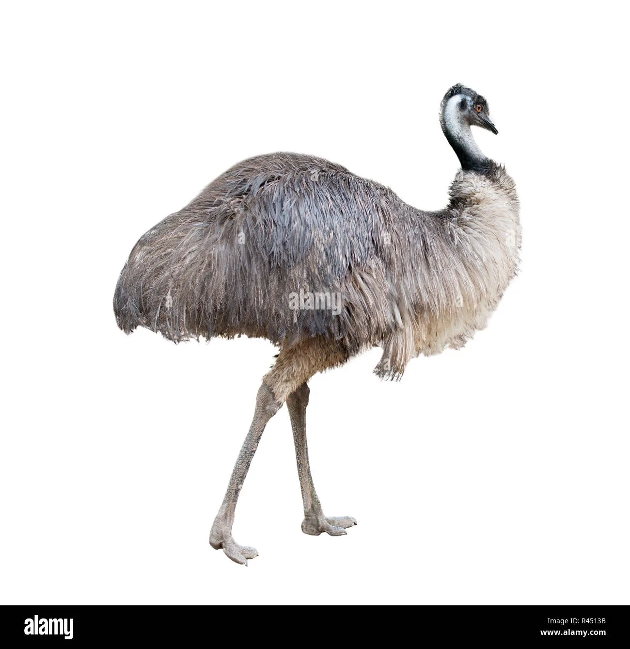 Emu Cut Out Stock Images Pictures Alamy