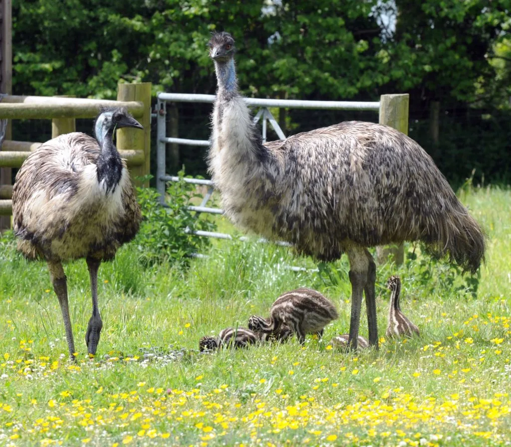 Emu Facts For Kids Fun Facts About Emus For Children