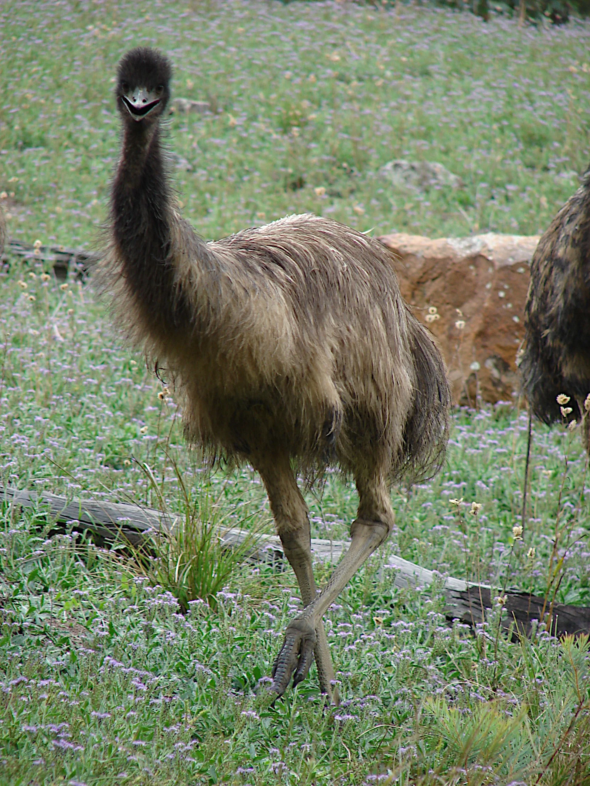 Emu North Carolina Officials Closing In On Elusive Emu Emu Is A Private University In