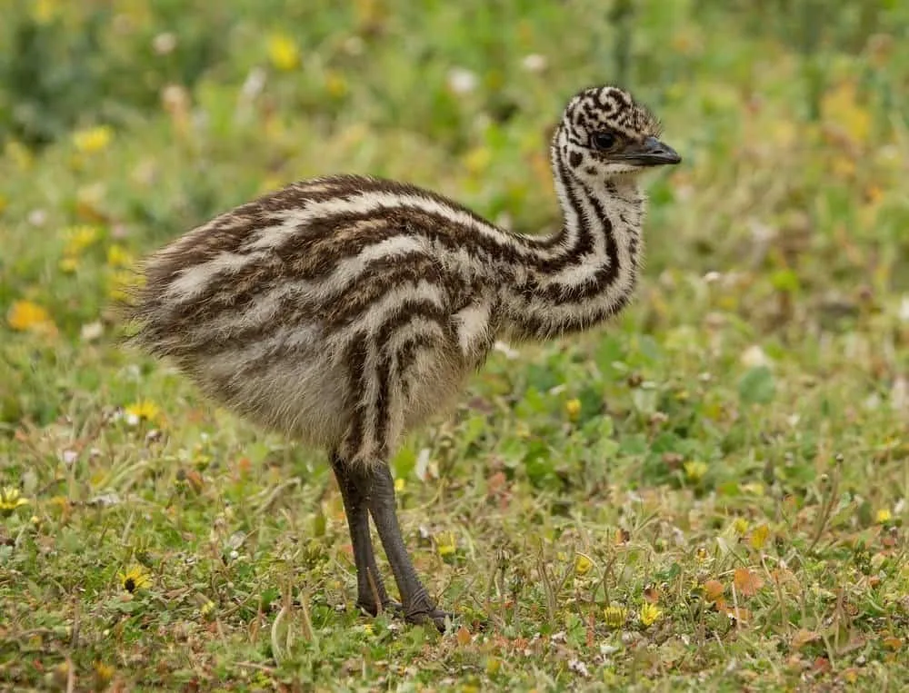 Emu Pictures Az Animals