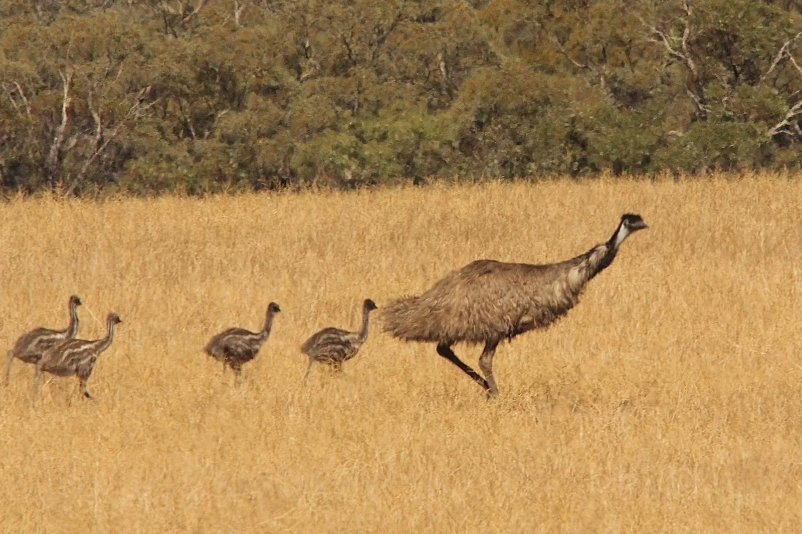 Emu The Australian Museum
