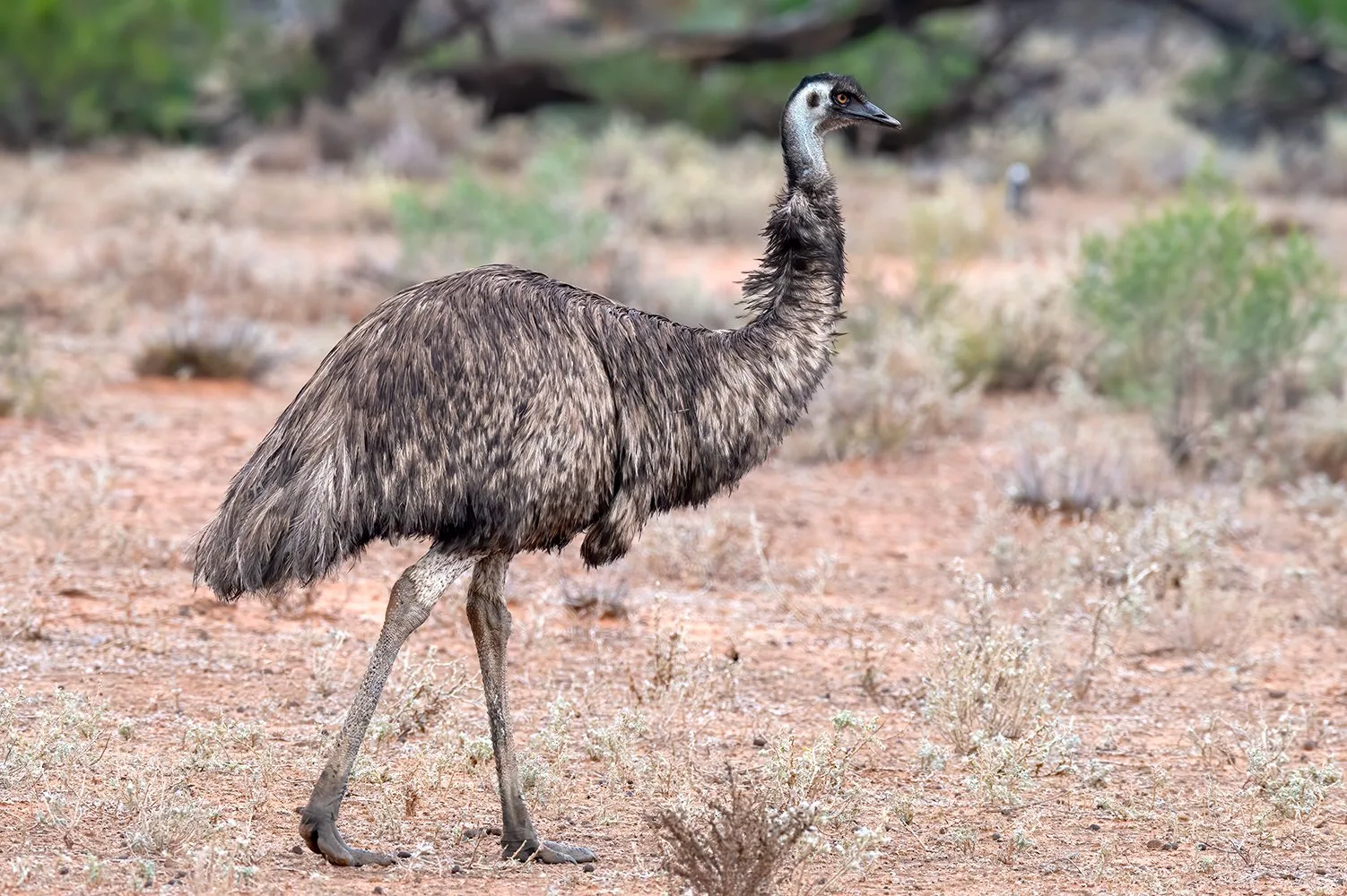 Emu The Australian Museum