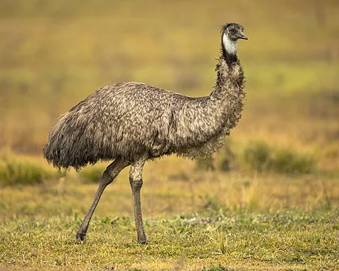 Emu Wikiwand