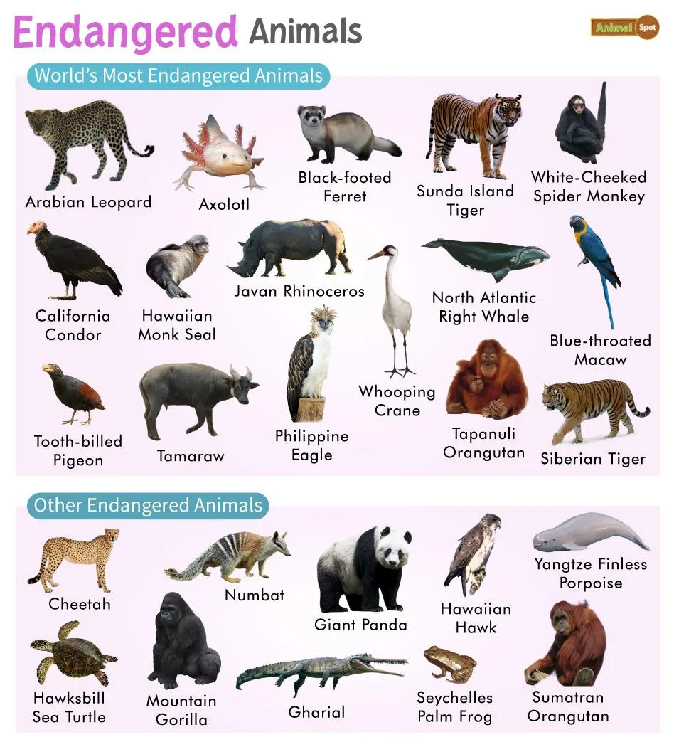 Endangered Animal Species List Status Population Pictures