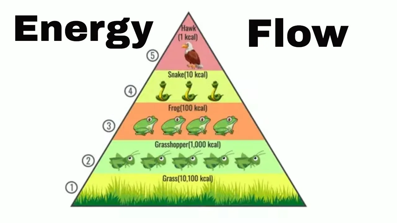 Energy Flow Through An Ecosystem