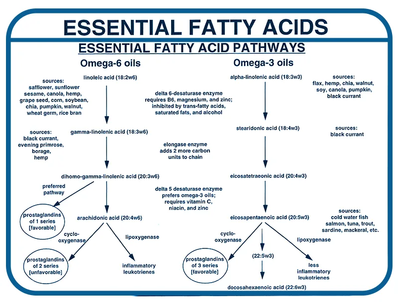 Essential Fatty Acids Significance At John Tabarez Blog
