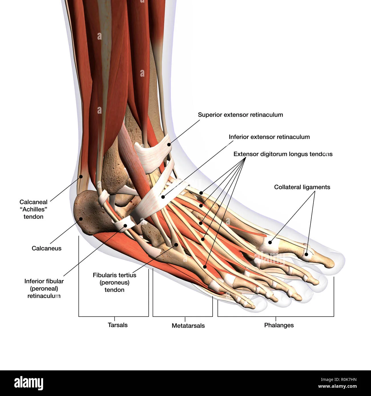 Essential Foot Anatomy Diagram Complete Guide