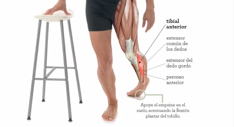 Estiramiento Del Tibial Anterior
