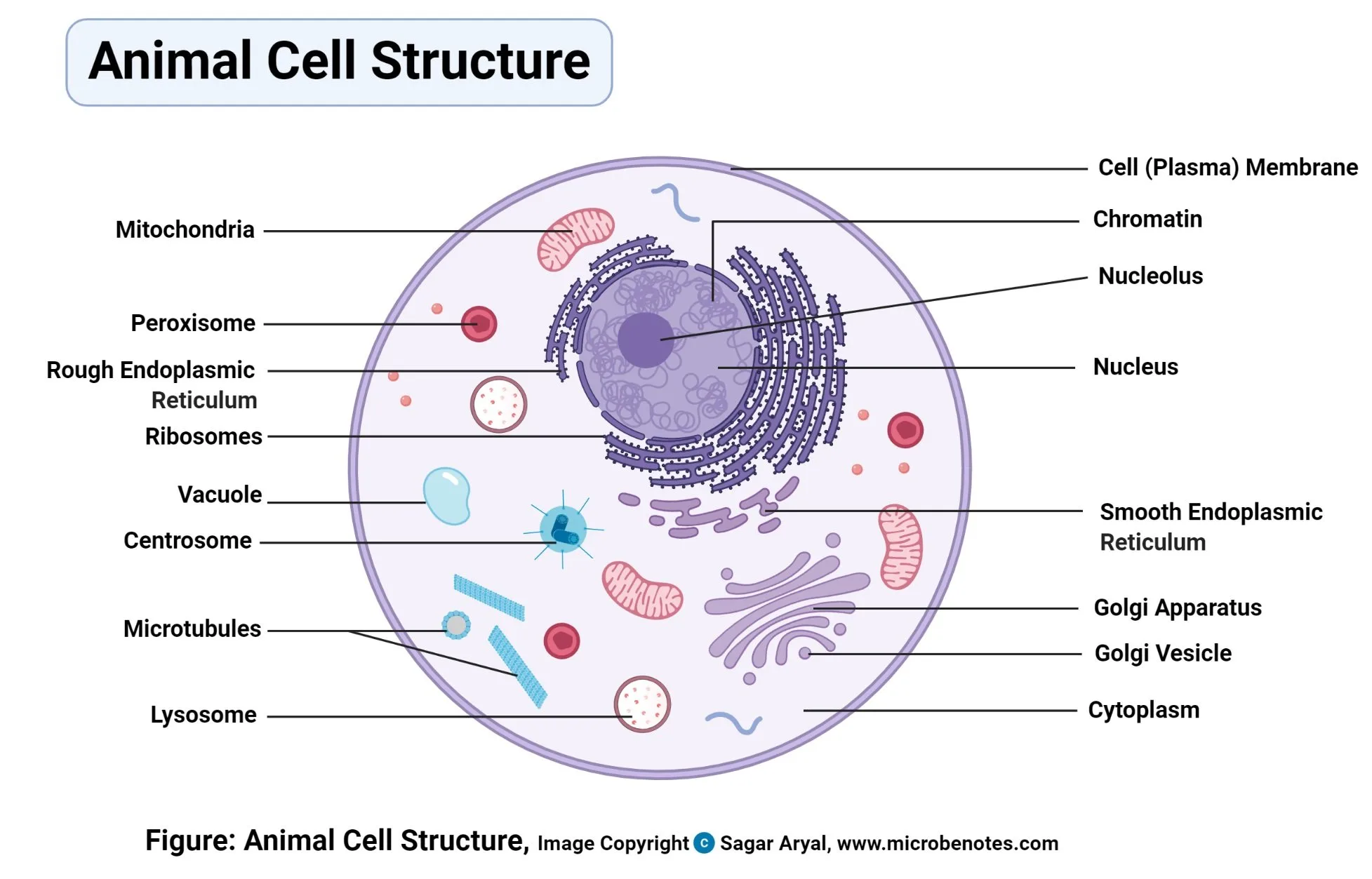 Eukaryotic Animal Cell Diagram Labeled