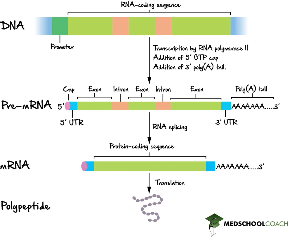Eukaryotic Rna Processing Splicing Mcat Biology Medschoolcoach