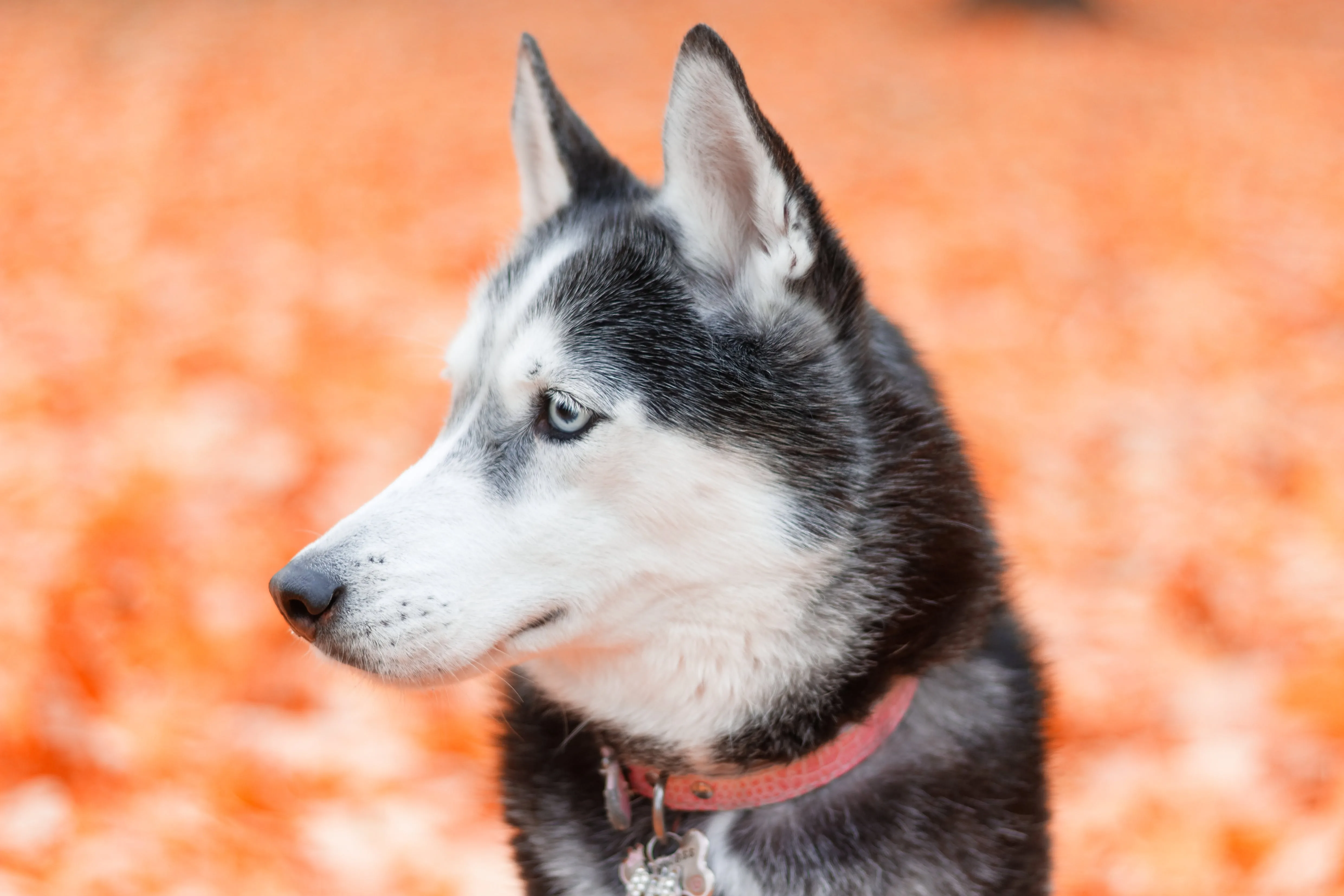 Everything You Need To Know About The Siberian Husky Husky Palace