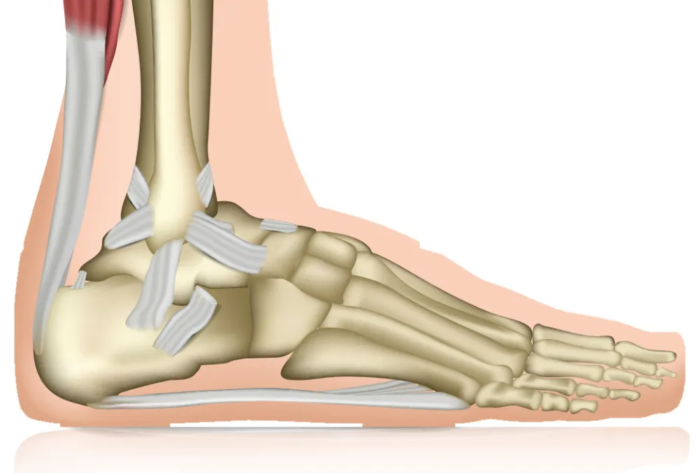 Exploring The Ankle Joint 3D Muscle Lab