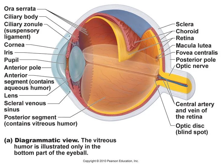 Eye Diagram And Its Functions Eyes How They Work Anatomy