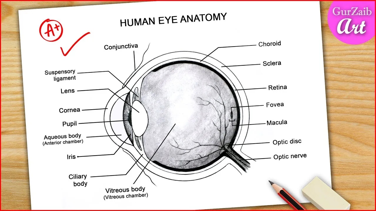 Eye Diagram Easy To Draw Labelled Diagram Of Human Eye Anatomy Step By Step For Beginners