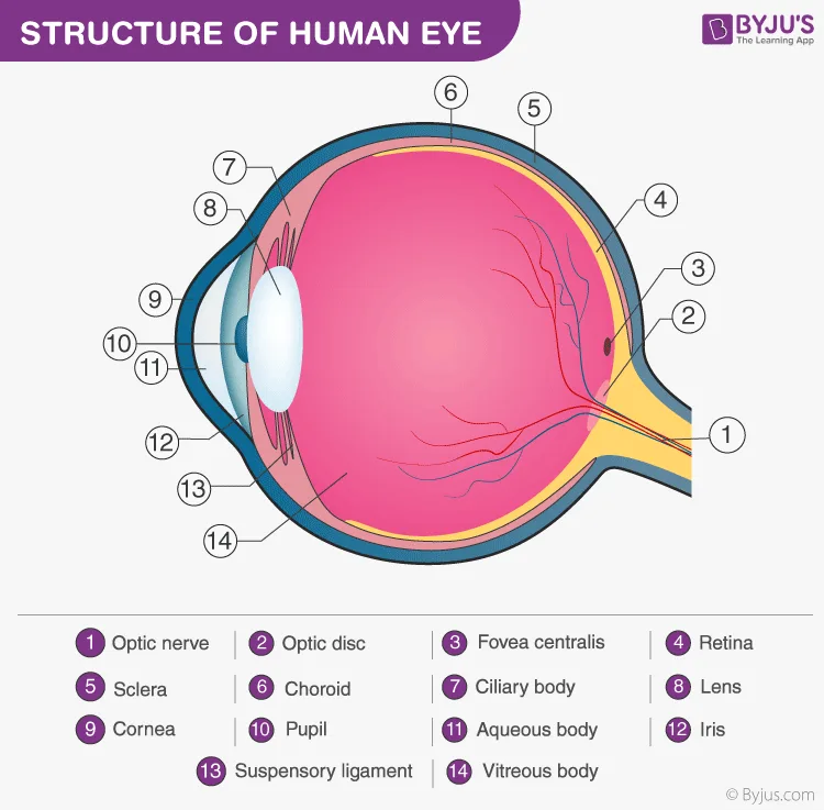 Eye Diagram Labeled With Functions Human Eye Anatomy And Fun