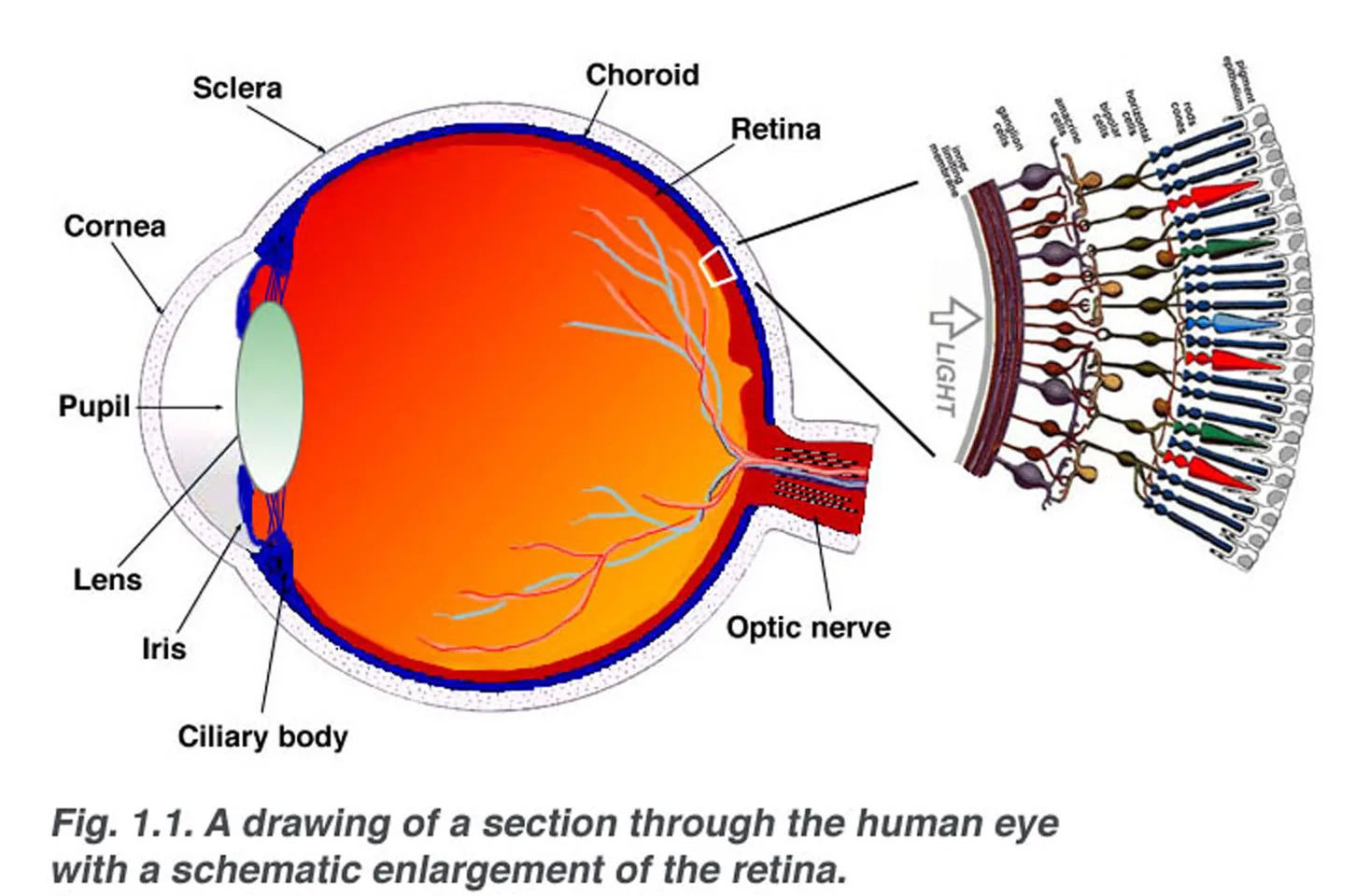 Eye Dissection Diagram