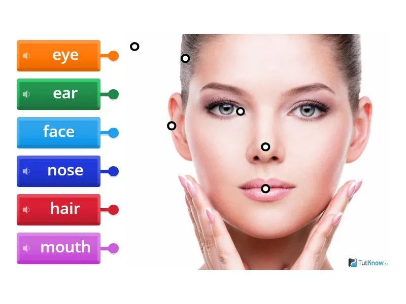 Face Labelled Diagram