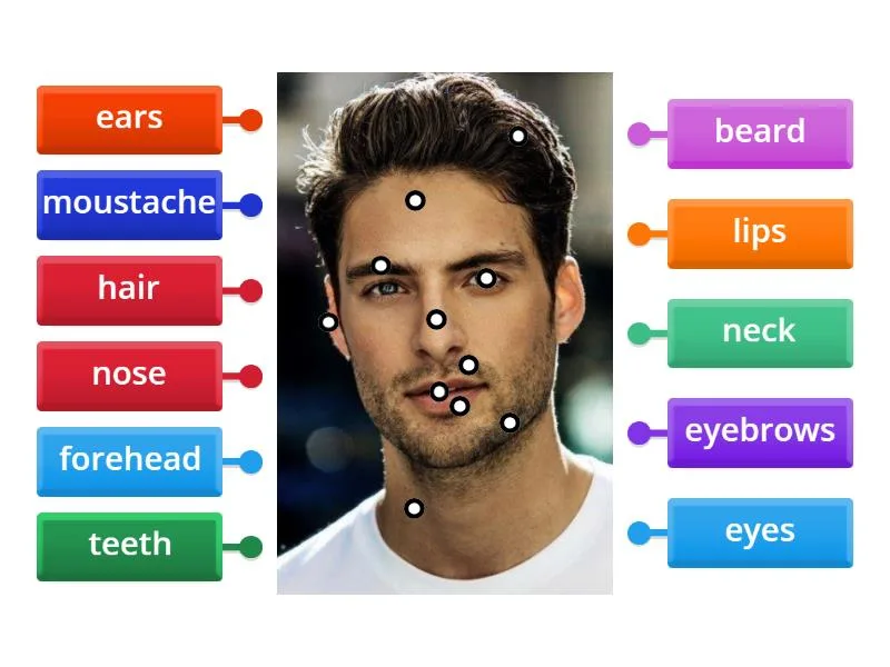 Face Labelled Diagram