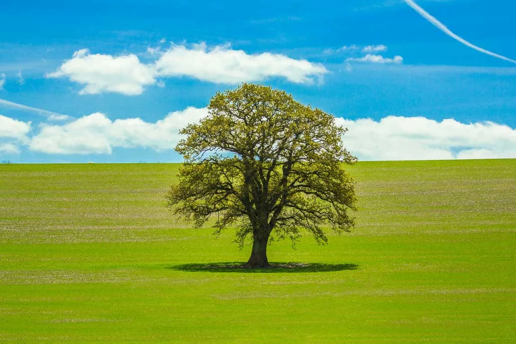 Facts About Trees For Kids Entelechy