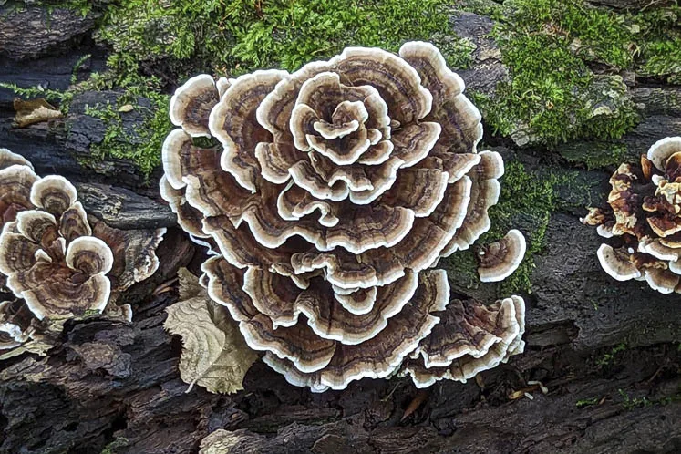 Fascinating Fungi In The Hills