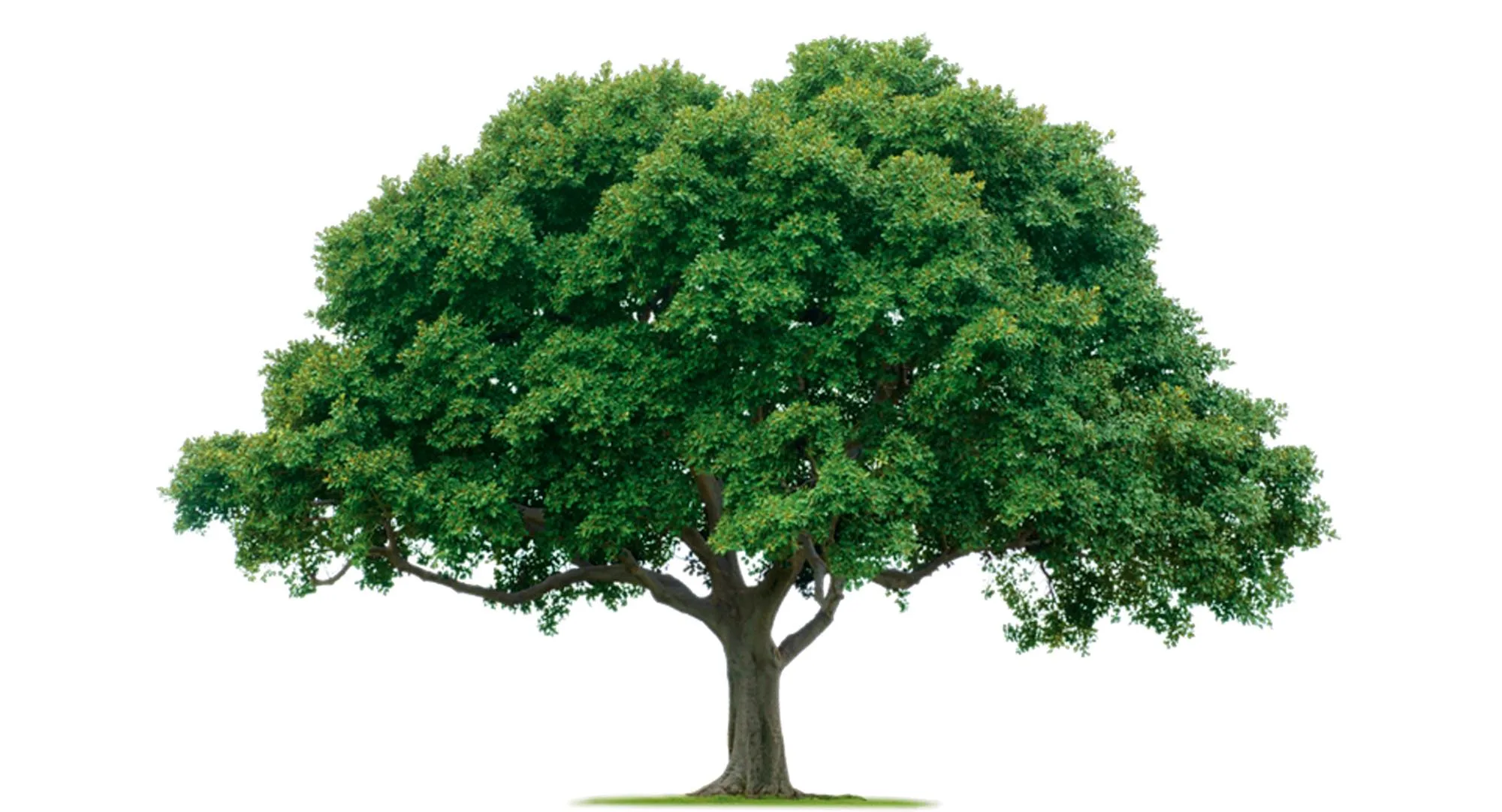 Fast Facts Trees