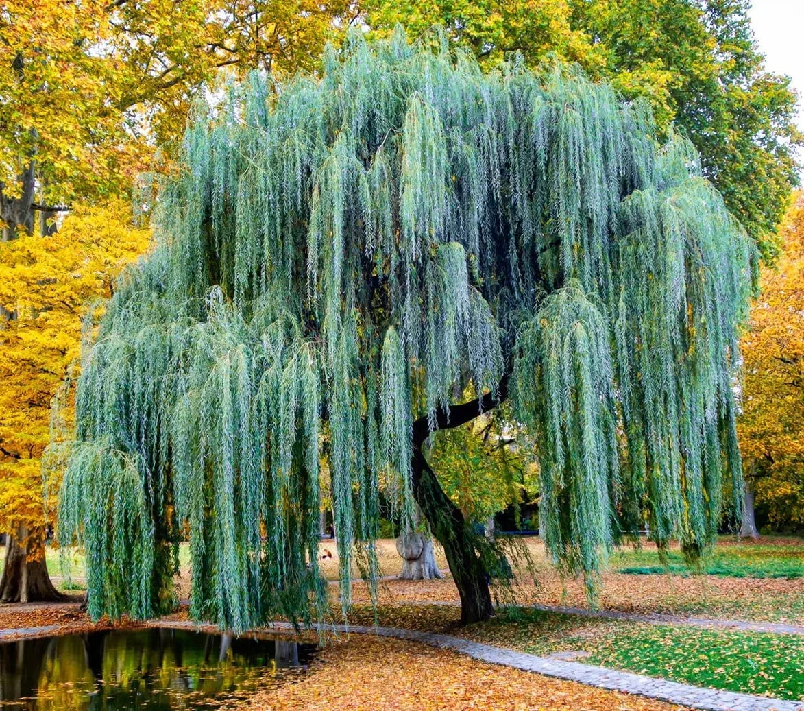 Fast Growing Weeping Willow Tree Cuttings Ideal For Bonsai Landscaping 2 Pack