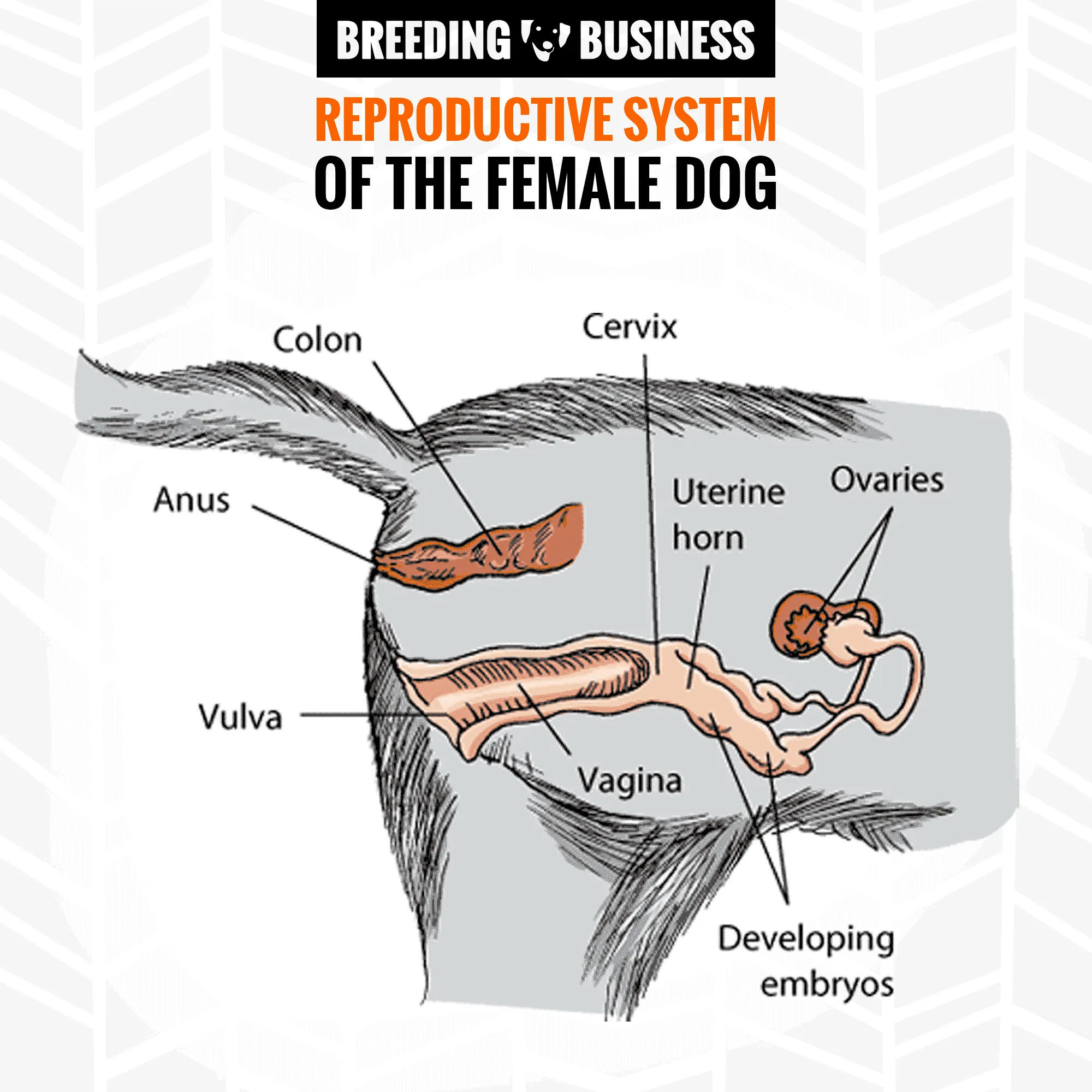 Feline Reproductive System Diagram Reproductive System Cat F