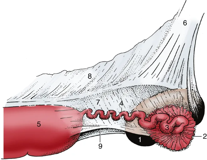 Female Horse Reproductive System