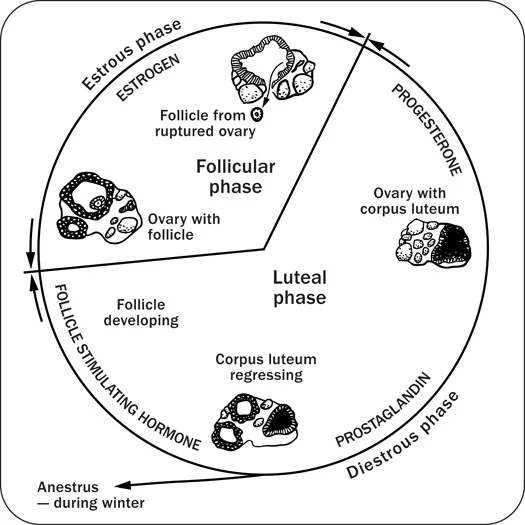 Female Horse Reproductive System Diagram Female Horse Reprod