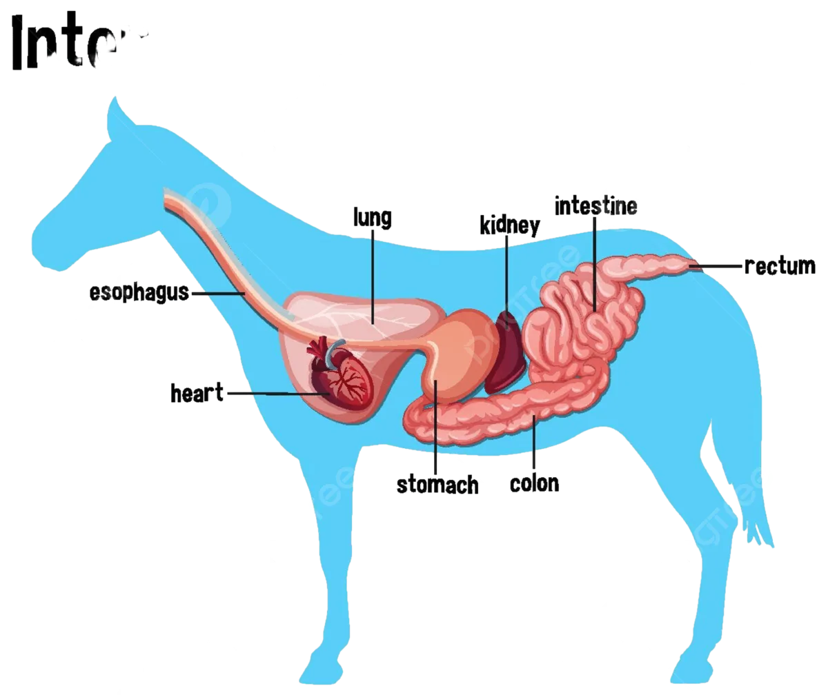 Female Horse Reproductive System Diagram Female Horse Reprod