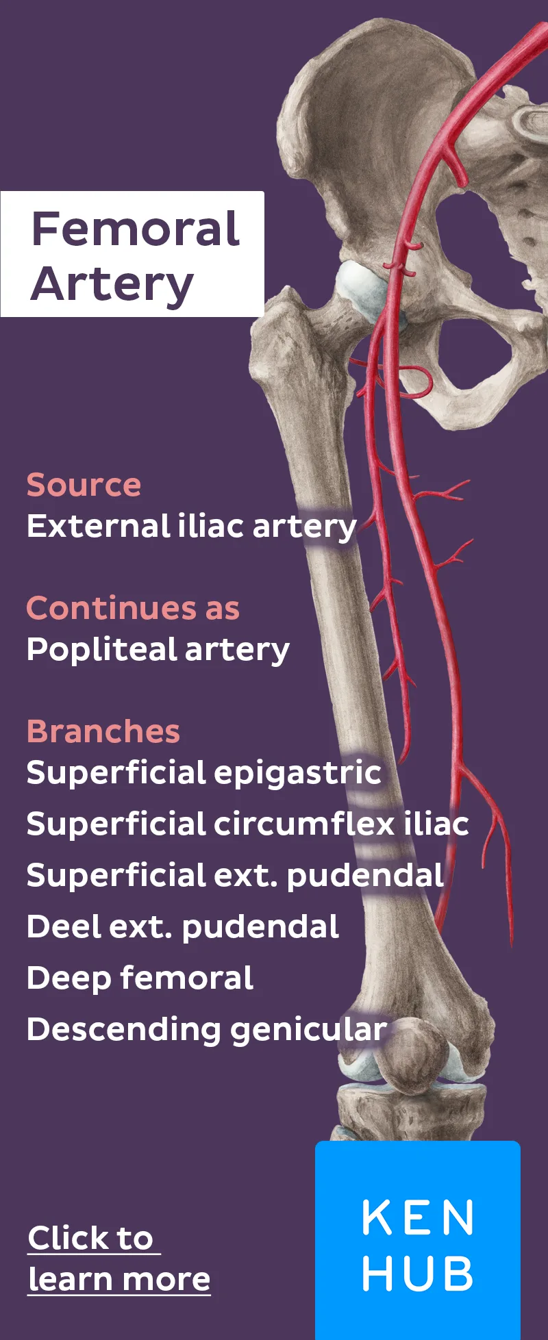 Femoral Artery Artofit
