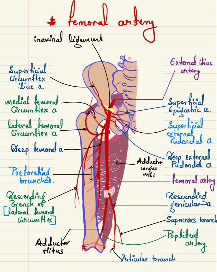 Femoral Artery Medical School Stuff Medical School Essentials Medical School Inspiration
