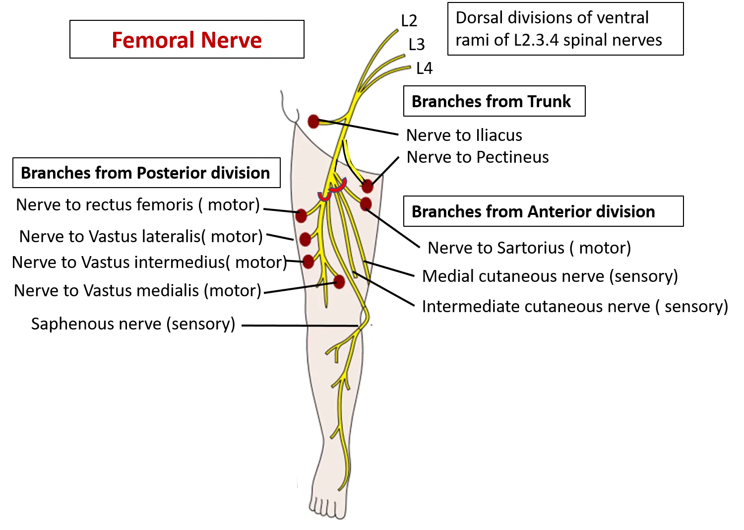 Femoral Nerve Anatomy Qa