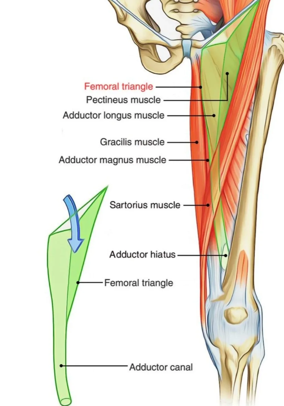 Femoral Triangle