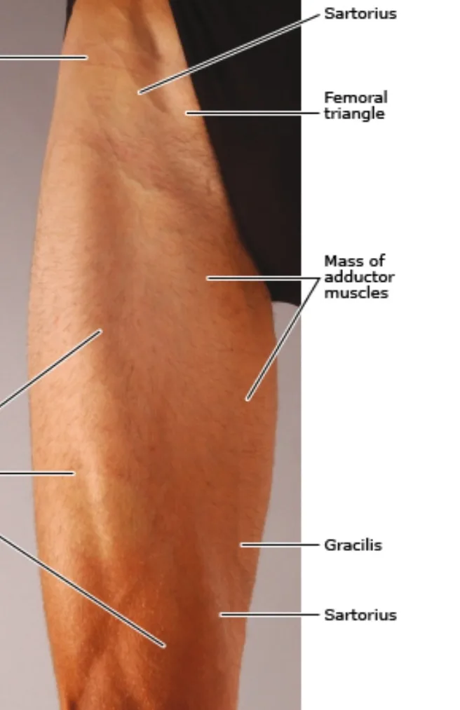 Femoral Triangle