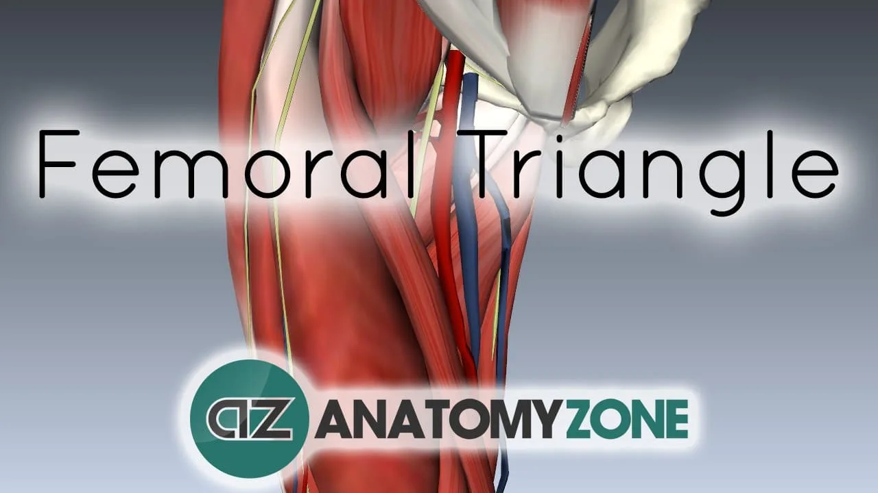 Femoral Triangle Musculoskeletal Anatomyzone