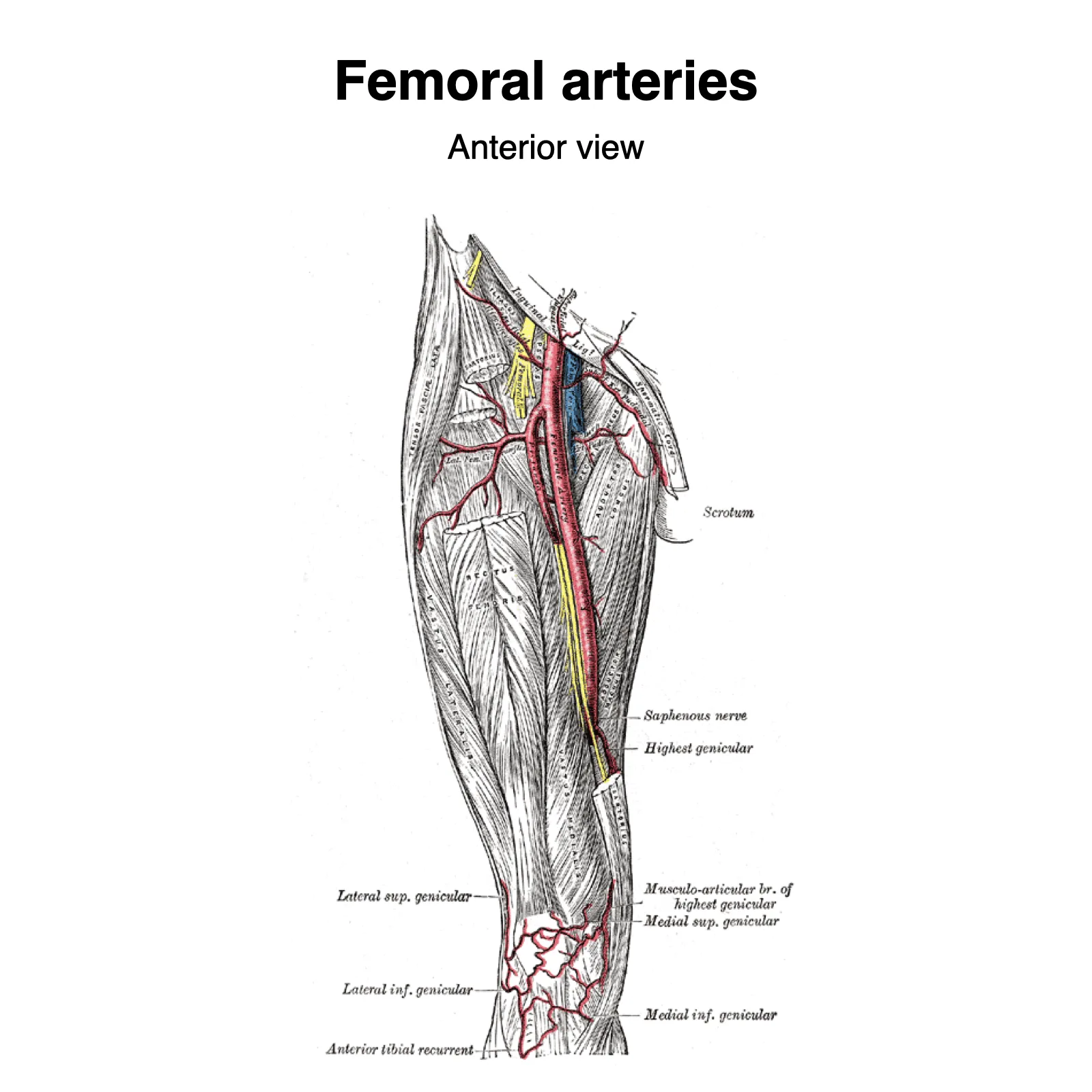 Femoral Vein Wikipedia