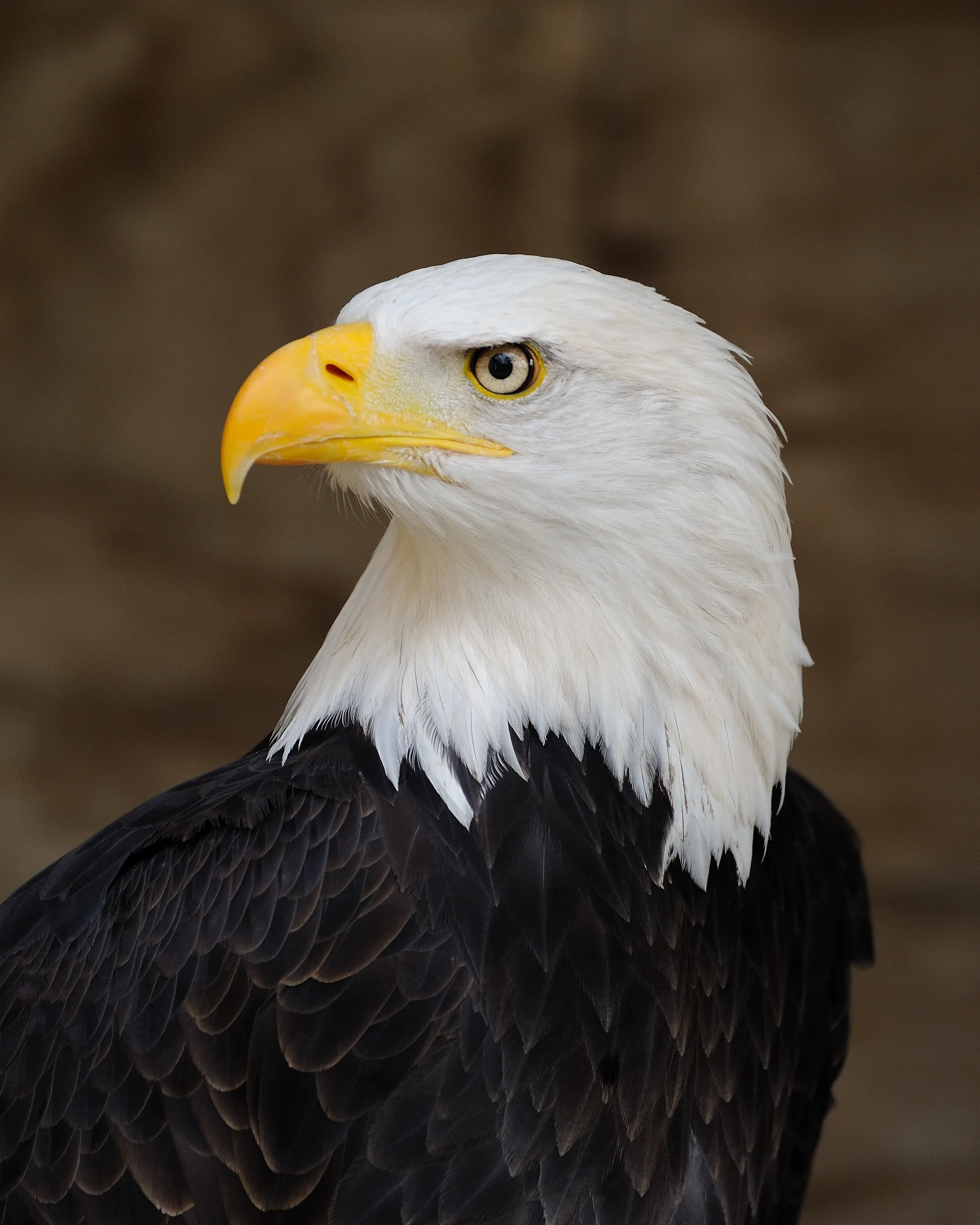 File Bald Eagle Wikipedia