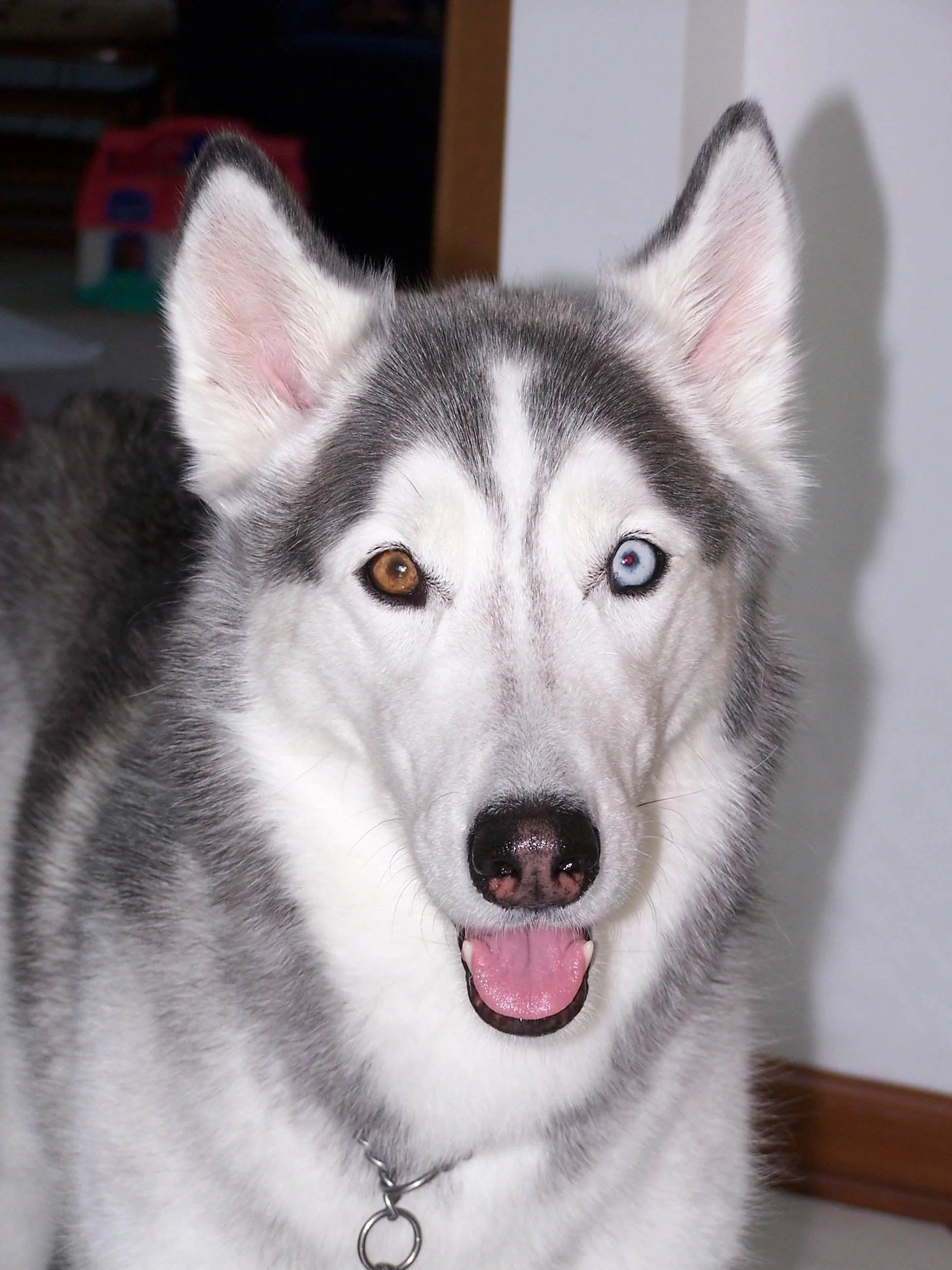 File Bi Eyed Siberian Wikimedia Commons