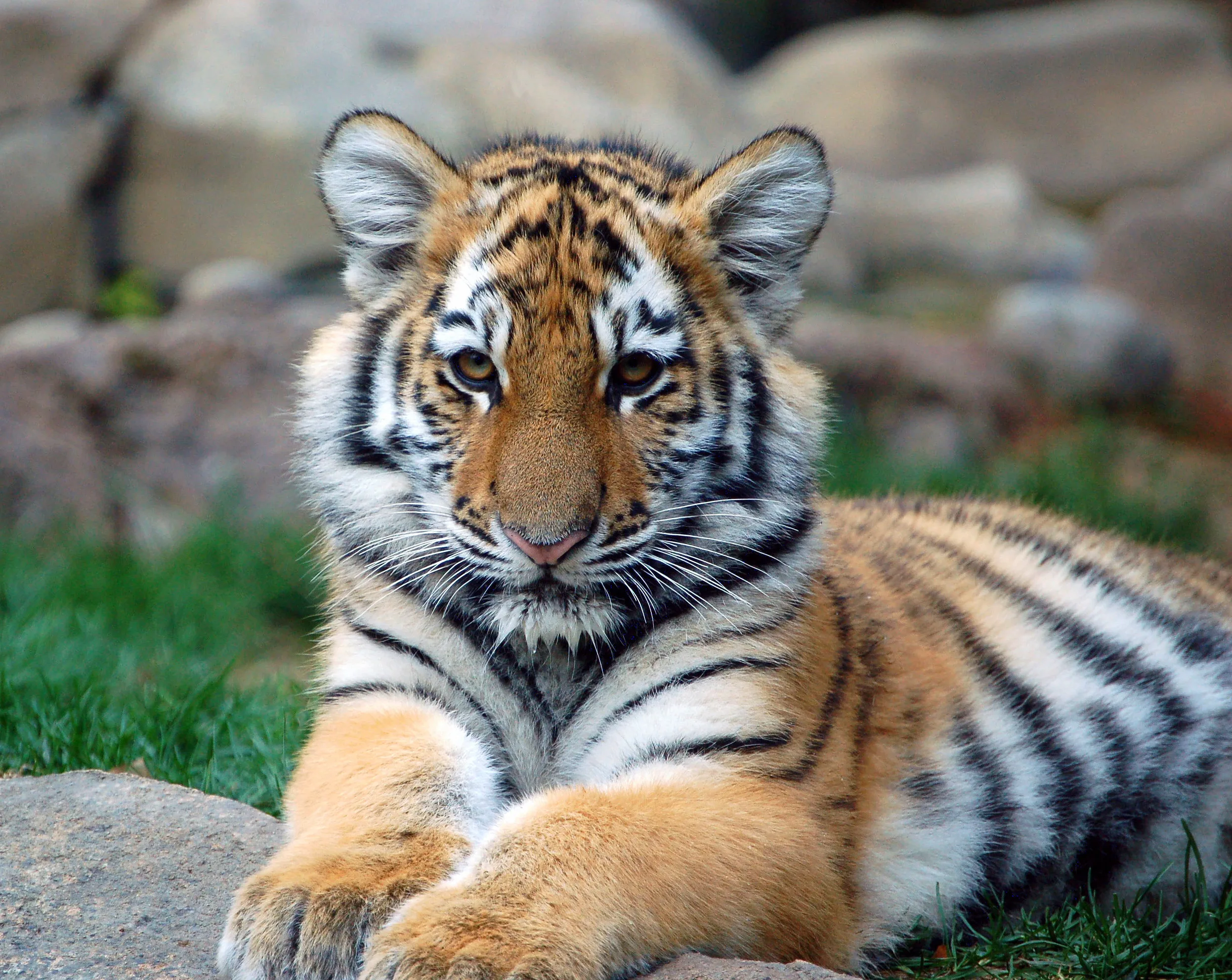 File Big Tiger