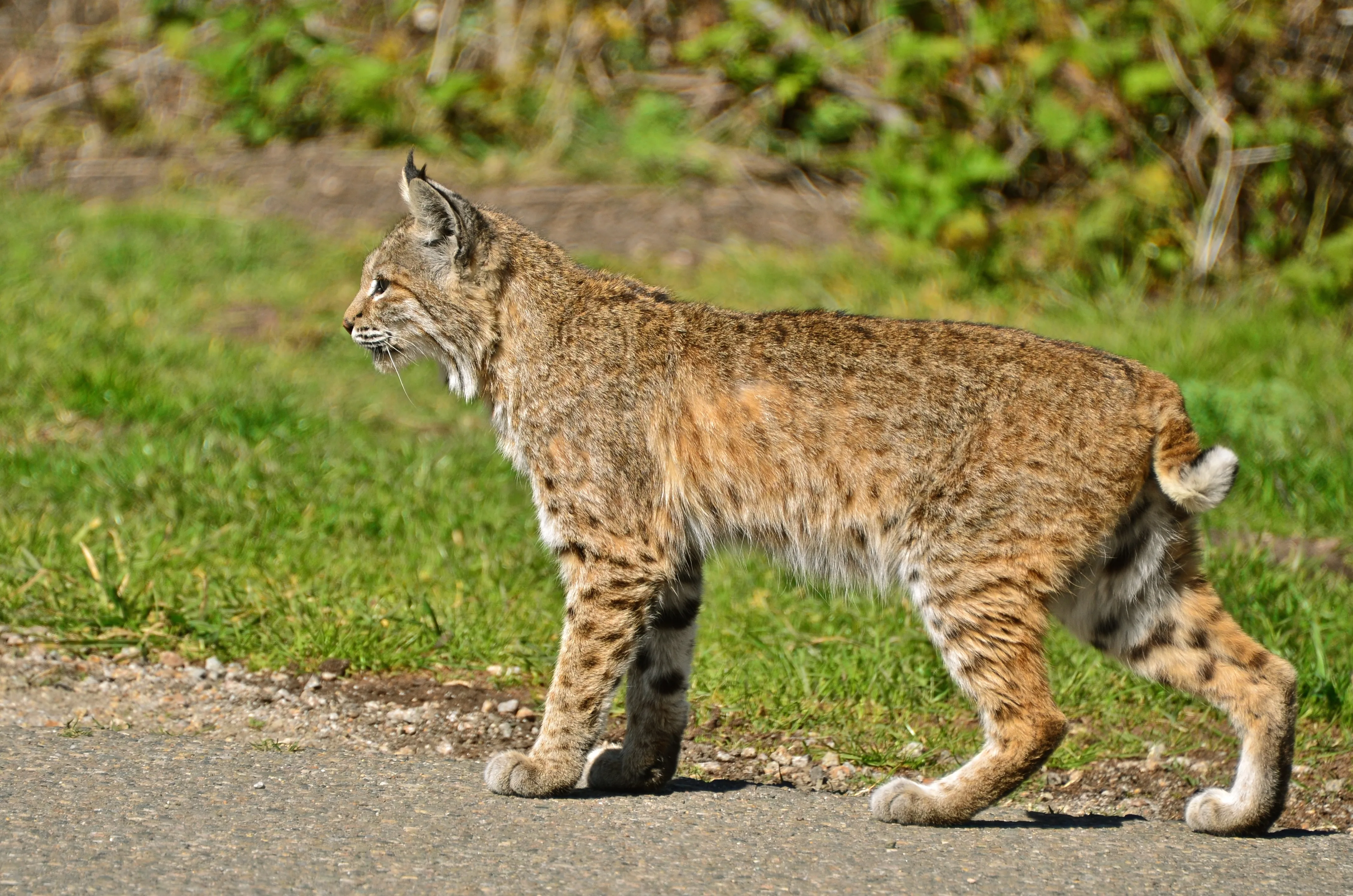 File Bobcat Montana De Wikimedia Commons
