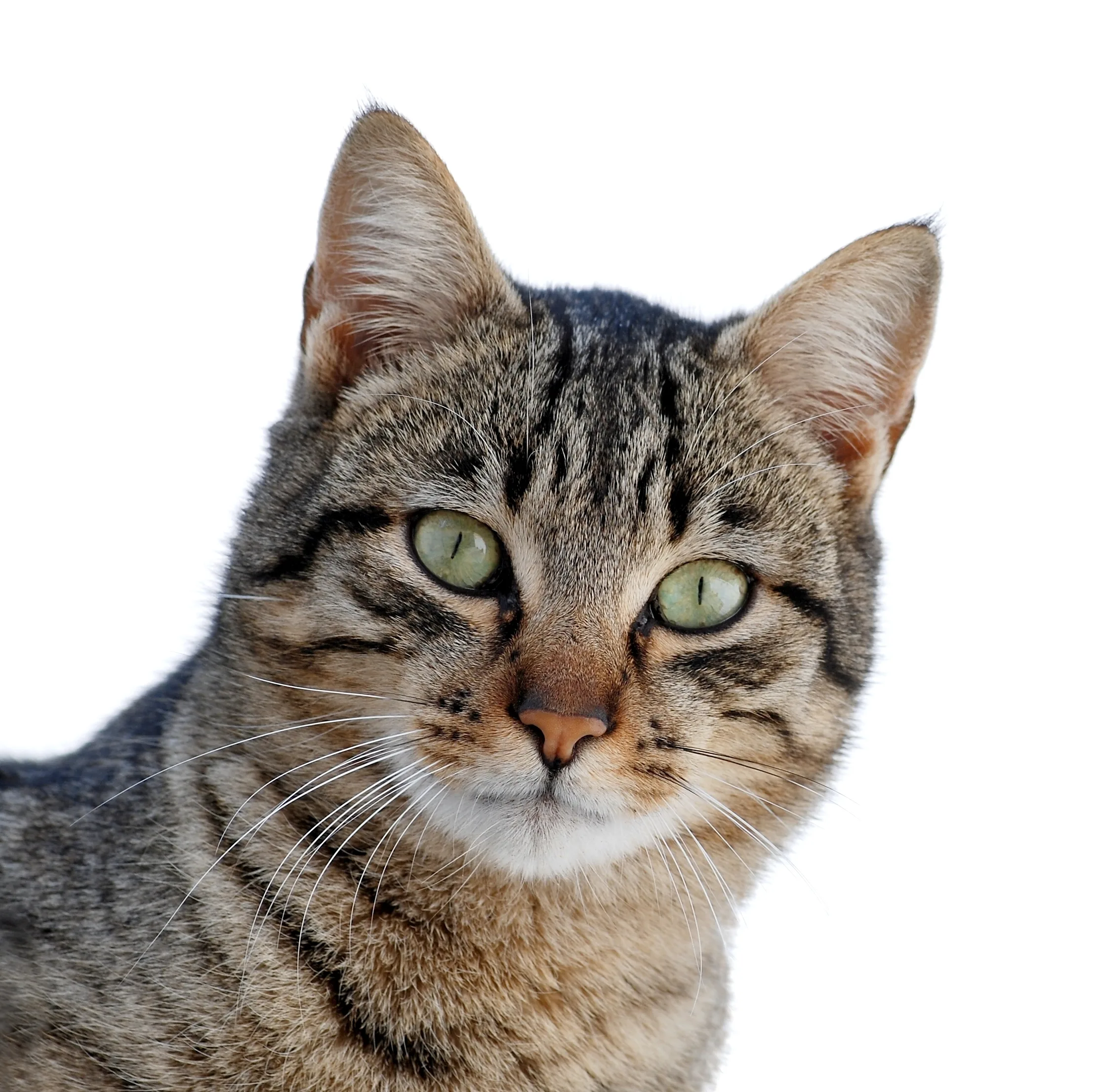 File Cat March Wikimedia Commons
