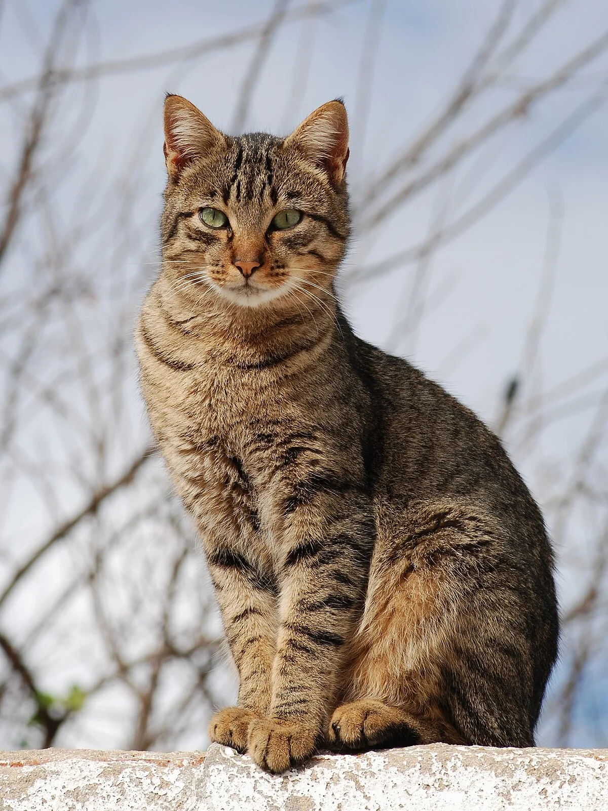 File Cat November Wikipedia