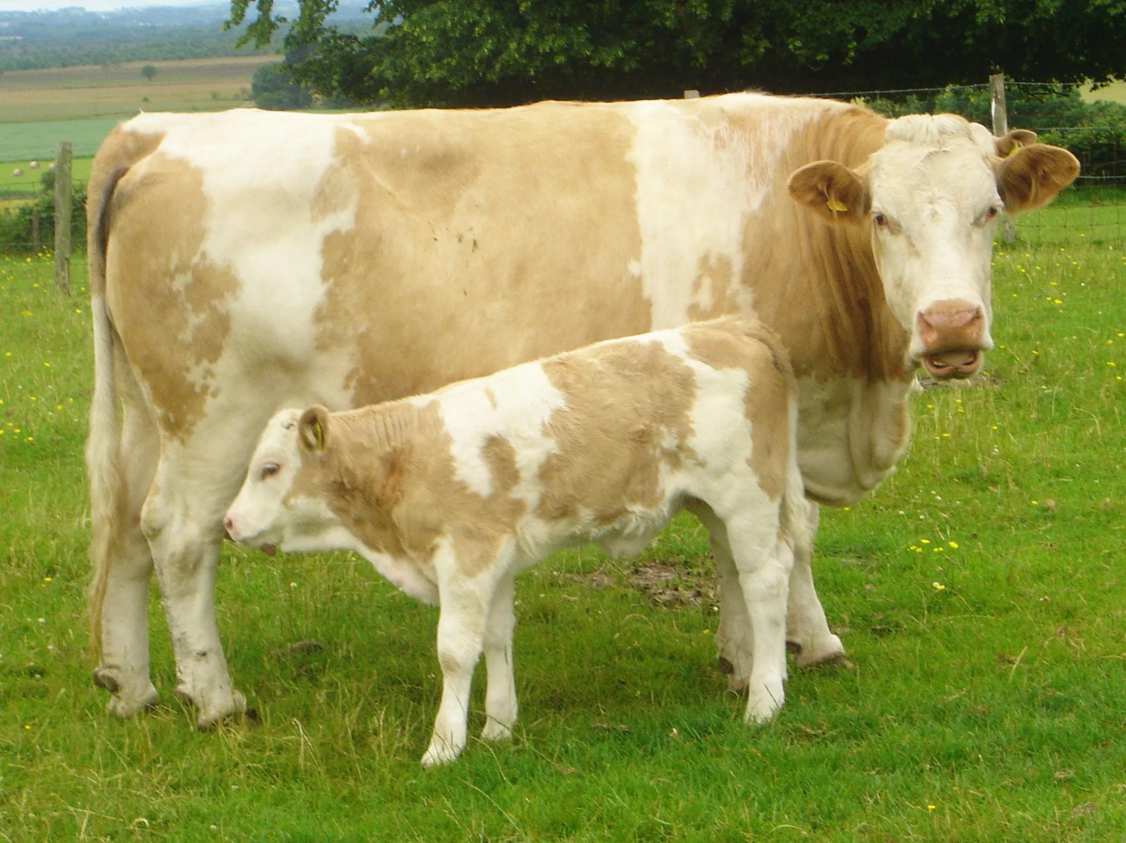 File Cow Calf